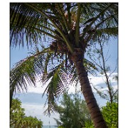 Maurice 2015 CE (1011)