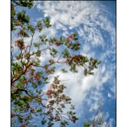 Maurice 2015 CE (236)