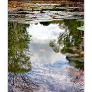 Maurice 2015 CE (272)