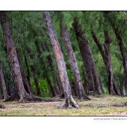 Maurice 2015 CE (578)