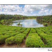 Maurice 2015 CE (916)