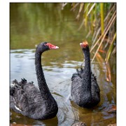 Maurice 2015 CE (918)