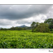 Maurice 2015 CE (932)