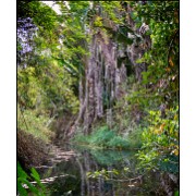 Maurice 2015 CE (936)